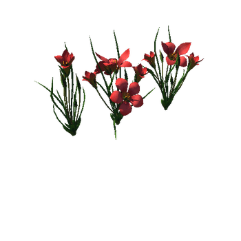 Flower Romulea subfistulosa2
